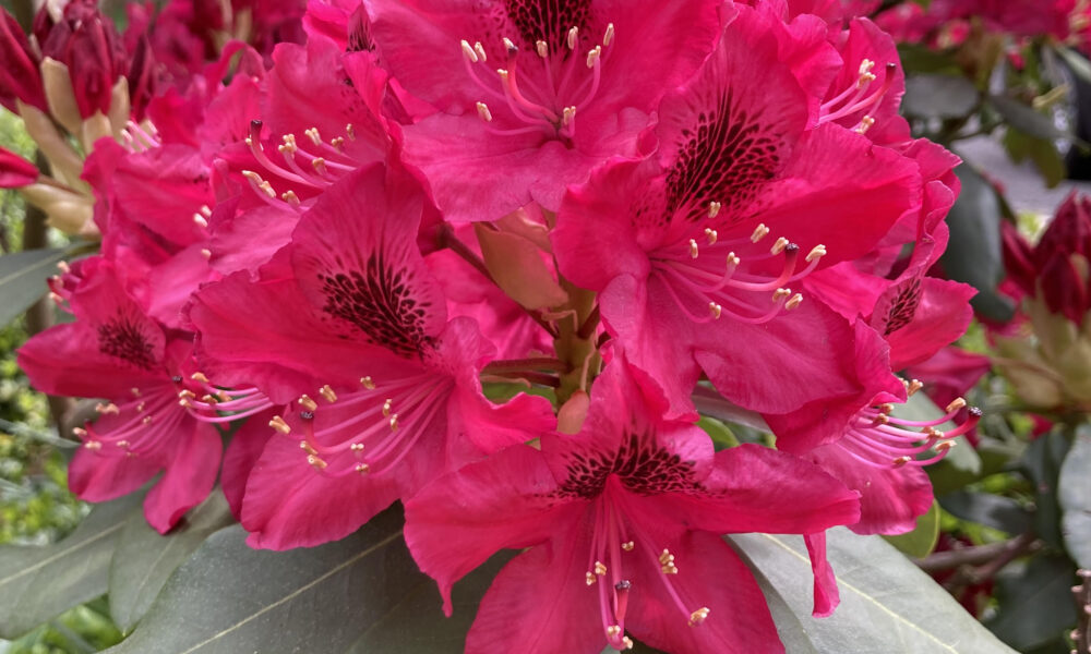 Pink Rhododendron with green leaves
